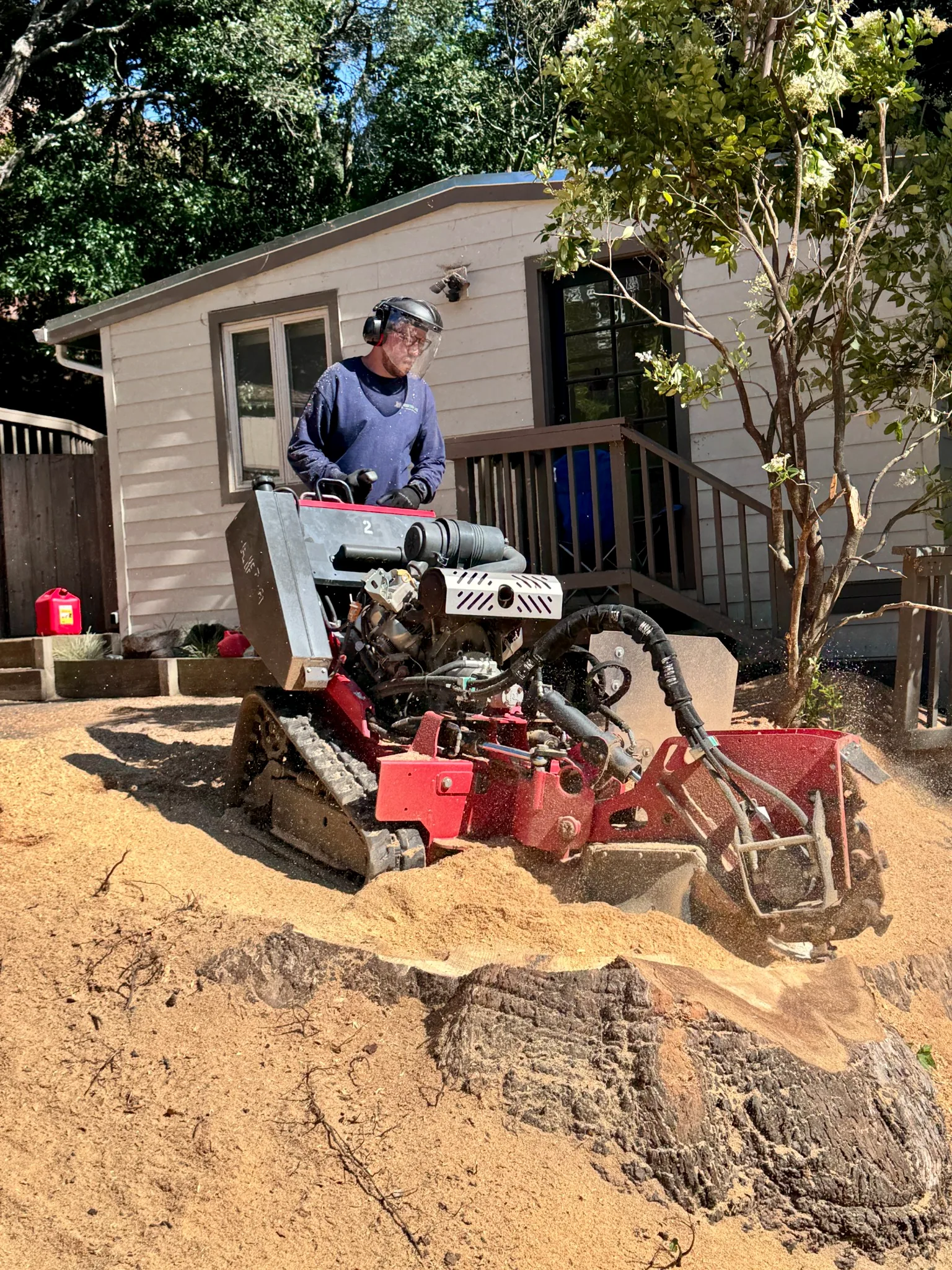 Simon operating a professional stump grinder on a large stump